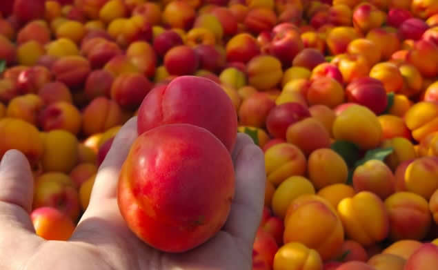 albaricoques-fruta-hueso-frutas-sanchez-martinez