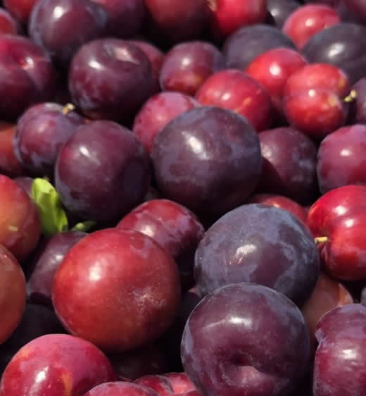 ciruelas-frutas-sanchezymartinez