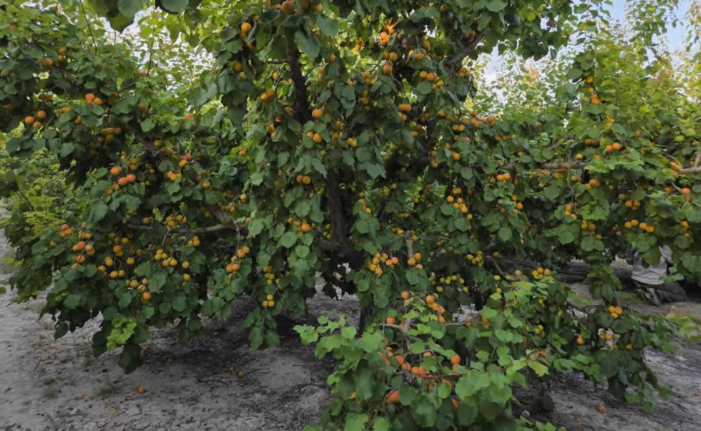 frutas-sanchez-agricultores