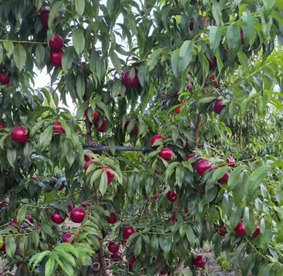 frutas-sanchez-ciruelas