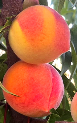 paraguayo-frutas-sanchez-martinez